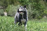 AKITA INU 341